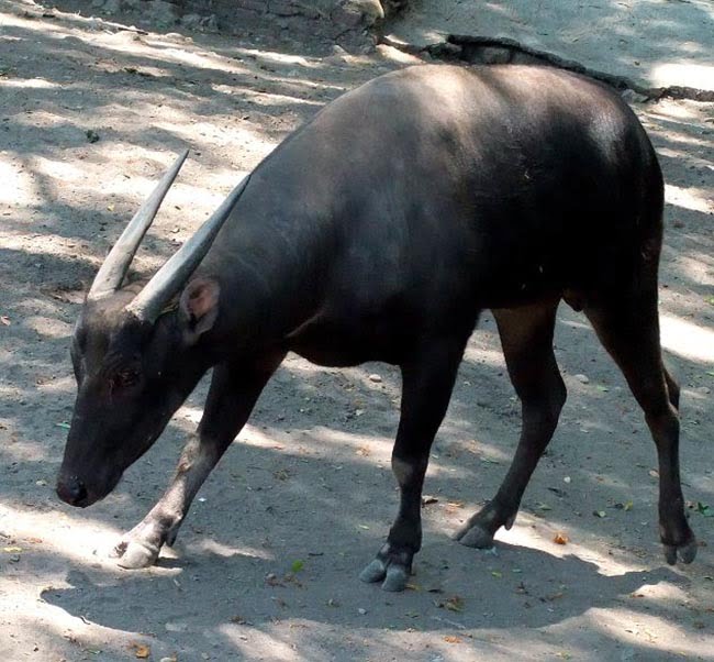7 Fakta Unik Anoa, Hewan yang Menjadi Ciri Khas Sulawesi Tenggara
