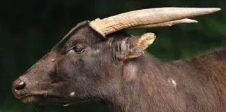 9 Fakta Unik Anoa, Hewan yang Menjadi Ciri Khas Sulawesi Tenggara 7 Fakta Unik Anoa, Hewan yang Menjadi Ciri Khas Sulawesi Tenggara