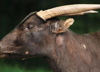 9 Fakta Unik Anoa, Hewan yang Menjadi Ciri Khas Sulawesi Tenggara 7 Fakta Unik Anoa, Hewan yang Menjadi Ciri Khas Sulawesi Tenggara