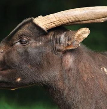 9 Fakta Unik Anoa, Hewan yang Menjadi Ciri Khas Sulawesi Tenggara 7 Fakta Unik Anoa, Hewan yang Menjadi Ciri Khas Sulawesi Tenggara