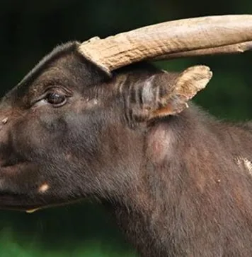 9 Fakta Unik Anoa, Hewan yang Menjadi Ciri Khas Sulawesi Tenggara 7 Fakta Unik Anoa, Hewan yang Menjadi Ciri Khas Sulawesi Tenggara