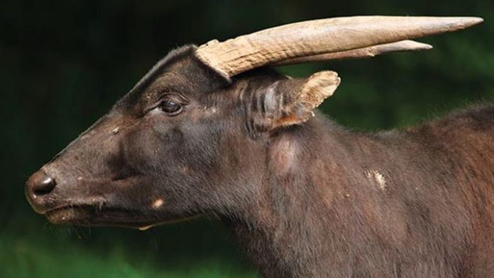 7 Fakta Unik Anoa, Hewan yang Menjadi Ciri Khas Sulawesi Tenggara