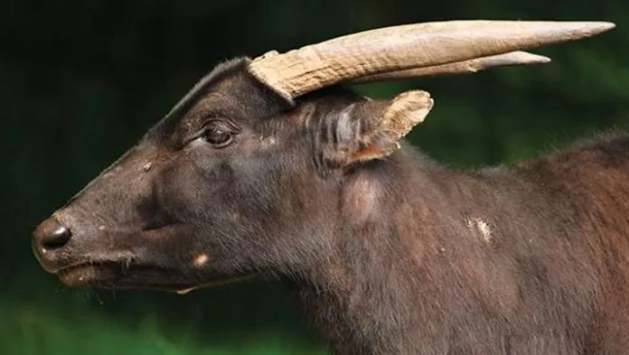 7 Fakta Unik Anoa, Hewan yang Menjadi Ciri Khas Sulawesi Tenggara