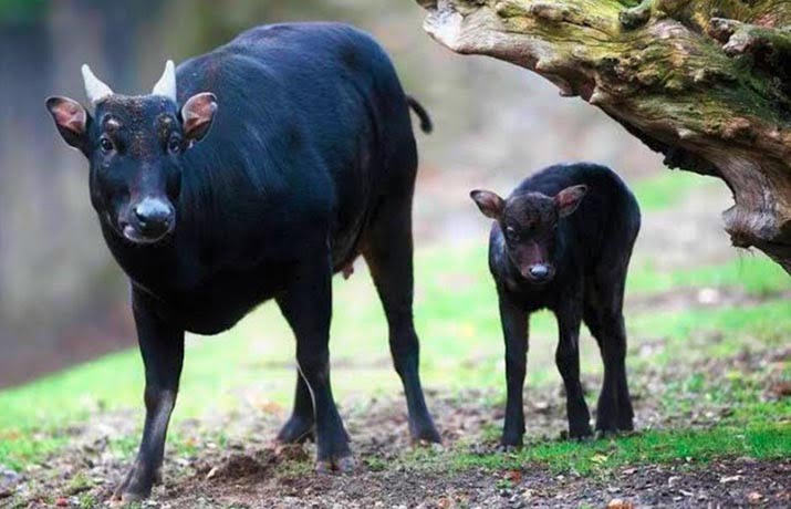 7 Fakta Unik Anoa, Hewan yang Menjadi Ciri Khas Sulawesi Tenggara