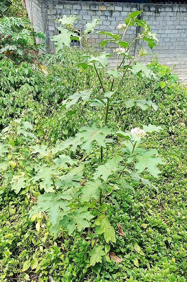 8 Manfaat Terong Pipit untuk Kesehatan, Salah Satunya Mencegah Asam Urat