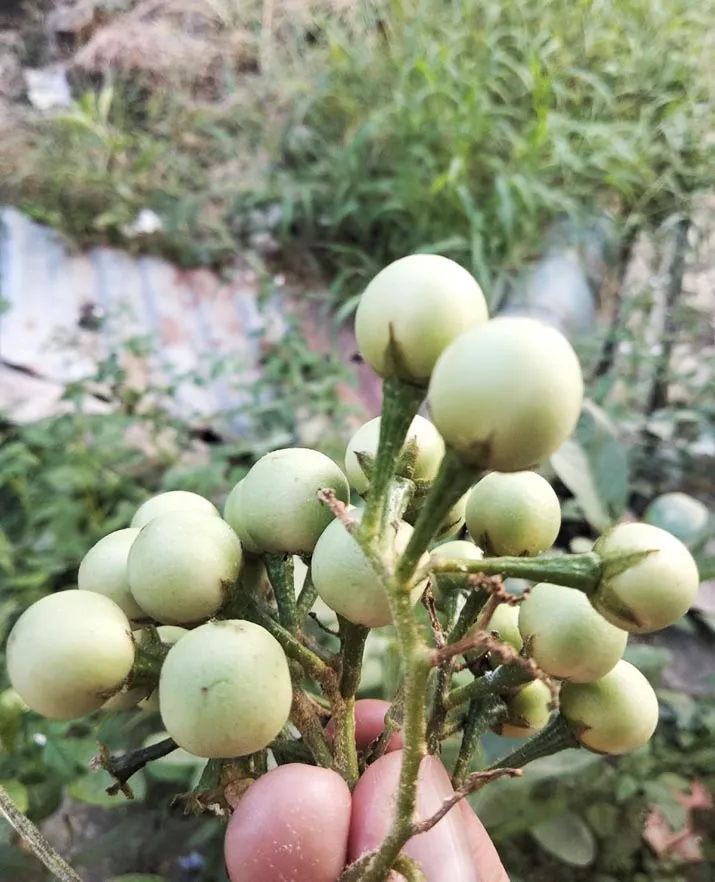 8 Manfaat Terong Pipit untuk Kesehatan, Salah Satunya Mencegah Asam Urat