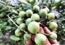 8 Manfaat Terong Pipit untuk Kesehatan, Salah Satunya Mencegah Asam Urat 8 Manfaat Terong Pipit untuk Kesehatan, Salah Satunya Mencegah Asam Urat