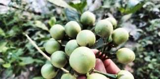 8 Manfaat Terong Pipit untuk Kesehatan, Salah Satunya Mencegah Asam Urat 8 Manfaat Terong Pipit untuk Kesehatan, Salah Satunya Mencegah Asam Urat