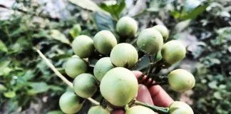 8 Manfaat Terong Pipit untuk Kesehatan, Salah Satunya Mencegah Asam Urat 8 Manfaat Terong Pipit untuk Kesehatan, Salah Satunya Mencegah Asam Urat