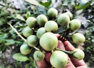 8 Manfaat Terong Pipit untuk Kesehatan, Salah Satunya Mencegah Asam Urat 8 Manfaat Terong Pipit untuk Kesehatan, Salah Satunya Mencegah Asam Urat