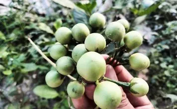 8 Manfaat Terong Pipit untuk Kesehatan, Salah Satunya Mencegah Asam Urat 8 Manfaat Terong Pipit untuk Kesehatan, Salah Satunya Mencegah Asam Urat