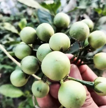 8 Manfaat Terong Pipit untuk Kesehatan, Salah Satunya Mencegah Asam Urat 8 Manfaat Terong Pipit untuk Kesehatan, Salah Satunya Mencegah Asam Urat