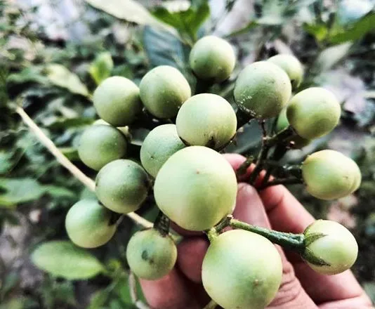 8 Manfaat Terong Pipit untuk Kesehatan, Salah Satunya Mencegah Asam Urat 8 Manfaat Terong Pipit untuk Kesehatan, Salah Satunya Mencegah Asam Urat