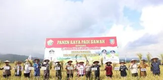 Pj Gubernur Sultra Panen Raya Padi Sawah di Konawe Selatan Pj Gubernur Sultra Panen Raya Padi Sawah di Konawe Selatan