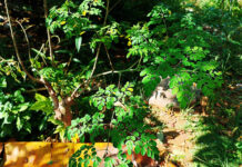 4 Manfaat Daun Kelor untuk Pria, Serta Efek Sampingnya 4 Manfaat Daun Kelor untuk Pria, Serta Efek Sampingnya