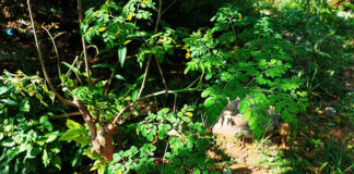 4 Manfaat Daun Kelor untuk Pria, Serta Efek Sampingnya 4 Manfaat Daun Kelor untuk Pria, Serta Efek Sampingnya