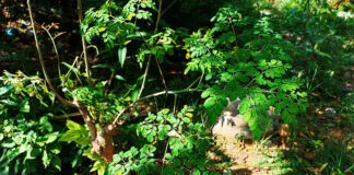 4 Manfaat Daun Kelor untuk Pria, Serta Efek Sampingnya 4 Manfaat Daun Kelor untuk Pria, Serta Efek Sampingnya
