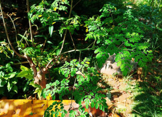 4 Manfaat Daun Kelor untuk Pria, Serta Efek Sampingnya 4 Manfaat Daun Kelor untuk Pria, Serta Efek Sampingnya