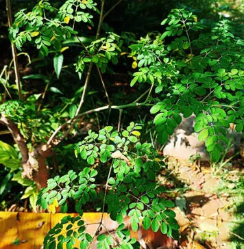 4 Manfaat Daun Kelor untuk Pria, Serta Efek Sampingnya 4 Manfaat Daun Kelor untuk Pria, Serta Efek Sampingnya