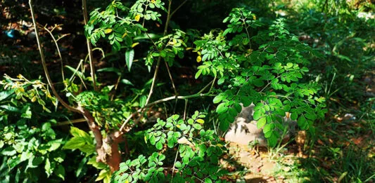 4 Manfaat Daun Kelor untuk Pria, Serta Efek Sampingnya 4 Manfaat Daun Kelor untuk Pria, Serta Efek Sampingnya