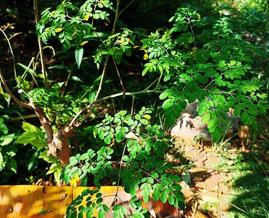 4 Manfaat Daun Kelor untuk Pria, Serta Efek Sampingnya 4 Manfaat Daun Kelor untuk Pria, Serta Efek Sampingnya