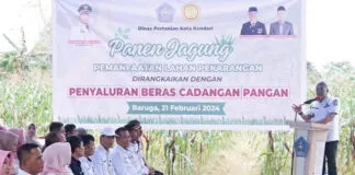 Panen Jagung dan Bantuan Beras Warnai Upaya Pemkot Kendari Kendalikan Inflasi Panen Jagung dan Bantuan Beras Warnai Upaya Pemkot Kendari Kendalikan Inflasi