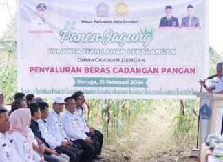 Panen Jagung dan Bantuan Beras Warnai Upaya Pemkot Kendari Kendalikan Inflasi Panen Jagung dan Bantuan Beras Warnai Upaya Pemkot Kendari Kendalikan Inflasi
