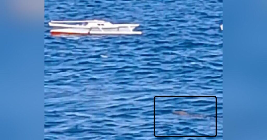 Waspada! Buaya Muncul di Perairan Tobaku, Kolaka Utara
