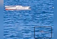 Waspada! Buaya Muncul di Perairan Tobaku, Kolaka Utara Waspada! Buaya Muncul di Perairan Tobaku, Kolaka Utara