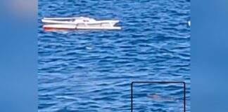 Waspada! Buaya Muncul di Perairan Tobaku, Kolaka Utara Waspada! Buaya Muncul di Perairan Tobaku, Kolaka Utara