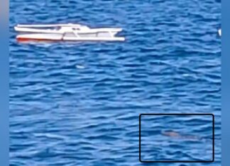 Waspada! Buaya Muncul di Perairan Tobaku, Kolaka Utara Waspada! Buaya Muncul di Perairan Tobaku, Kolaka Utara