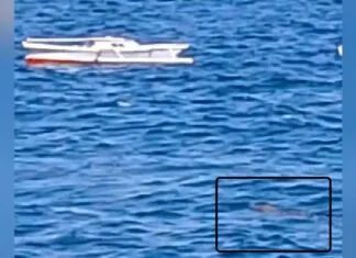 Waspada! Buaya Muncul di Perairan Tobaku, Kolaka Utara Waspada! Buaya Muncul di Perairan Tobaku, Kolaka Utara