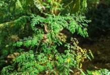 Daun Kelor: Si ‘Tanaman Ajaib’ yang Memiliki 7 Manfaat untuk Kesehatan Daun Kelor: Si 'Tanaman Ajaib' yang Memiliki 7 Manfaat untuk Kesehatan