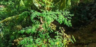 Daun Kelor: Si ‘Tanaman Ajaib’ yang Memiliki 7 Manfaat untuk Kesehatan Daun Kelor: Si 'Tanaman Ajaib' yang Memiliki 7 Manfaat untuk Kesehatan