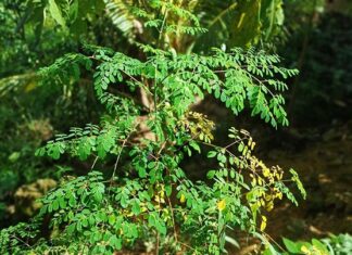 Daun Kelor: Si ‘Tanaman Ajaib’ yang Memiliki 7 Manfaat untuk Kesehatan Daun Kelor: Si 'Tanaman Ajaib' yang Memiliki 7 Manfaat untuk Kesehatan