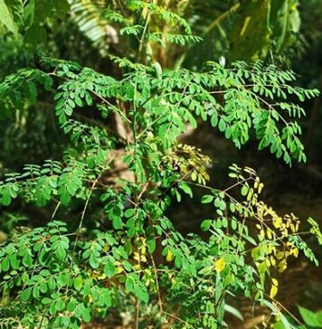 Daun Kelor: Si ‘Tanaman Ajaib’ yang Memiliki 7 Manfaat untuk Kesehatan Daun Kelor: Si 'Tanaman Ajaib' yang Memiliki 7 Manfaat untuk Kesehatan