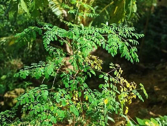 Daun Kelor: Si ‘Tanaman Ajaib’ yang Memiliki 7 Manfaat untuk Kesehatan Daun Kelor: Si 'Tanaman Ajaib' yang Memiliki 7 Manfaat untuk Kesehatan