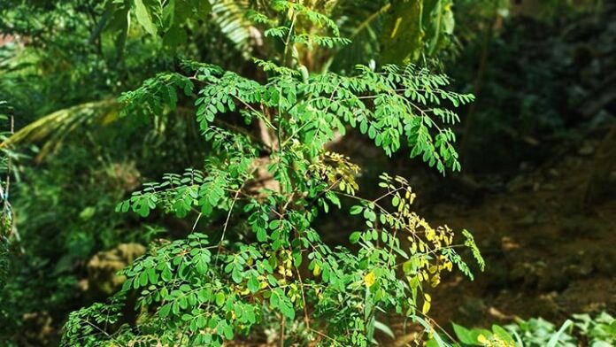 Daun Kelor: Si 'Tanaman Ajaib' yang Memiliki 7 Manfaat untuk Kesehatan