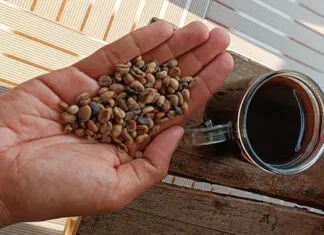 4 Manfaat Kopi yang Tak Terduga untuk Otak Anda 4 Manfaat Kopi yang Tak Terduga untuk Otak Anda