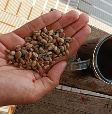 4 Manfaat Kopi yang Tak Terduga untuk Otak Anda 4 Manfaat Kopi yang Tak Terduga untuk Otak Anda