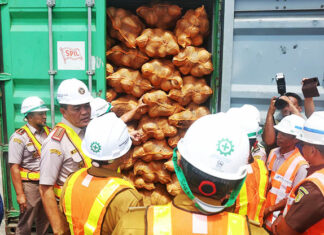 Sultra Buka Jalur Ekspor Kelapa Bulat ke Tiongkok, Dorong Pertumbuhan Ekonomi Lokal Sultra Buka Jalur Ekspor Kelapa Bulat ke Tiongkok, Dorong Pertumbuhan Ekonomi Lokal