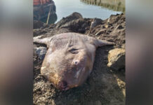 Ikan Mola Raksasa Terdampar di Jetty Morosi, Diangkat Menggunakan Alat Berat Ikan Mola Raksasa Terdampar di Jetty Morosi, Diangkat Menggunakan Alat Berat