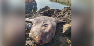 Ikan Mola Raksasa Terdampar di Jetty Morosi, Diangkat Menggunakan Alat Berat Ikan Mola Raksasa Terdampar di Jetty Morosi, Diangkat Menggunakan Alat Berat