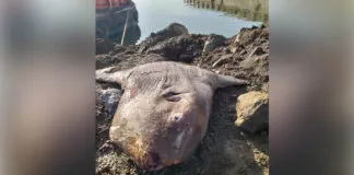 Ikan Mola Raksasa Terdampar di Jetty Morosi, Diangkat Menggunakan Alat Berat Ikan Mola Raksasa Terdampar di Jetty Morosi, Diangkat Menggunakan Alat Berat