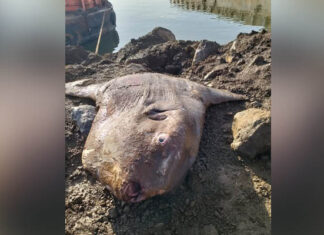 Ikan Mola Raksasa Terdampar di Jetty Morosi, Diangkat Menggunakan Alat Berat Ikan Mola Raksasa Terdampar di Jetty Morosi, Diangkat Menggunakan Alat Berat