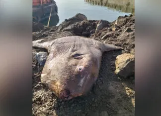 Ikan Mola Raksasa Terdampar di Jetty Morosi, Diangkat Menggunakan Alat Berat Ikan Mola Raksasa Terdampar di Jetty Morosi, Diangkat Menggunakan Alat Berat