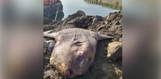 Ikan Mola Raksasa Terdampar di Jetty Morosi, Diangkat Menggunakan Alat Berat Ikan Mola Raksasa Terdampar di Jetty Morosi, Diangkat Menggunakan Alat Berat