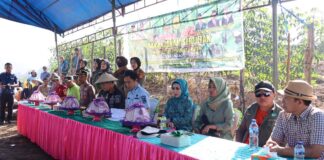 Pemda Konawe Utara Genjot Swasembada Pangan Lewat Gerakan Tanam Serentak Pemda Konawe Utara Genjot Swasembada Pangan Lewat Gerakan Tanam Serentak