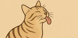 5 Makna Kucing Menjilati Pemiliknya: Tanda Kasih Sayang dan Ikatan Emosional 5 Makna Kucing Menjilati Pemiliknya: Tanda Kasih Sayang dan Ikatan Emosional