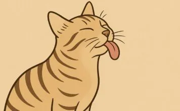 5 Makna Kucing Menjilati Pemiliknya: Tanda Kasih Sayang dan Ikatan Emosional 5 Makna Kucing Menjilati Pemiliknya: Tanda Kasih Sayang dan Ikatan Emosional